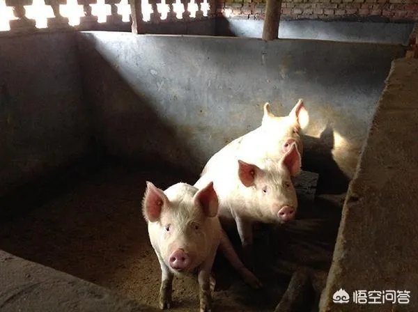 猪价连跌半月已到底？还会再跌吗？