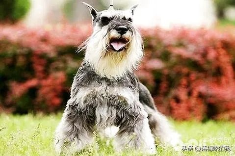 为什么很多养过雪纳瑞的人，都不愿意再养其他的狗呢？