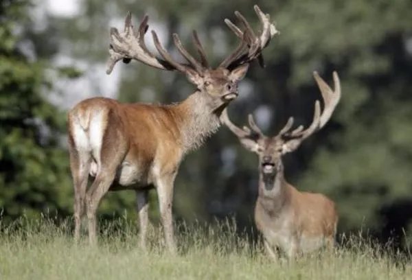 马鹿有白色的吗？