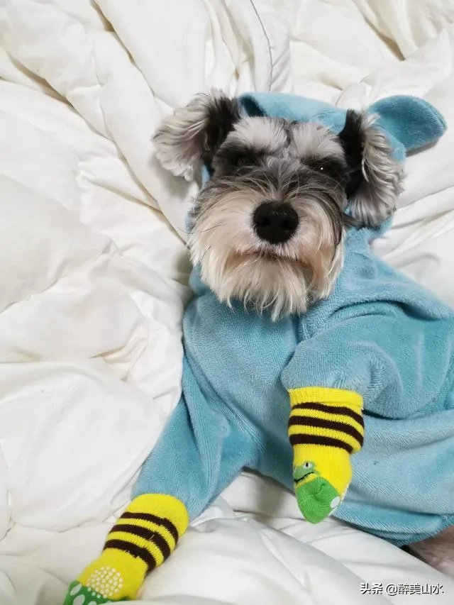 为什么很多养过雪纳瑞的人，都不愿意再养其他的狗呢？