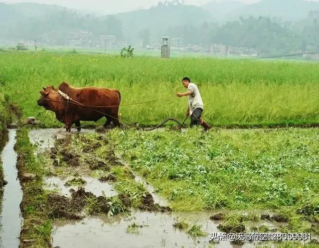诗句“春宵一刻值千金”最初的本意是什么？是指洞房花烛夜吗？