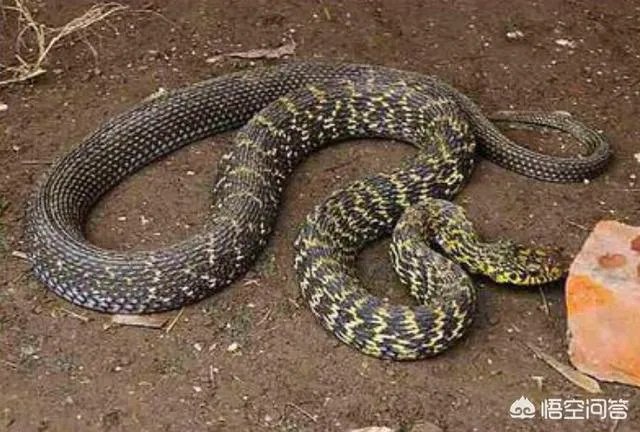 养殖的大王蛇一斤能够卖到多少钱？现在养殖大王蛇市场前景怎么样？