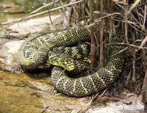 养殖的大王蛇一斤能够卖到多少钱？现在养殖大王蛇市场前景怎么样？