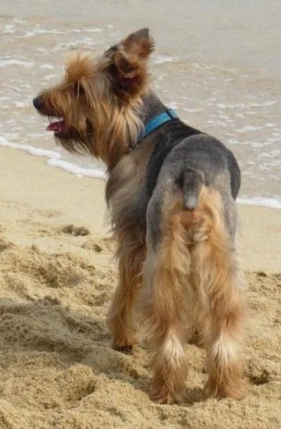 澳大利亚梗的介绍