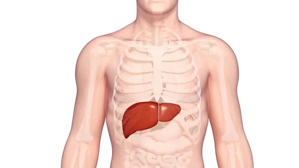 谷丙转氨酶高的危害