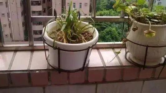 花盆里有小飞虫怎么办？