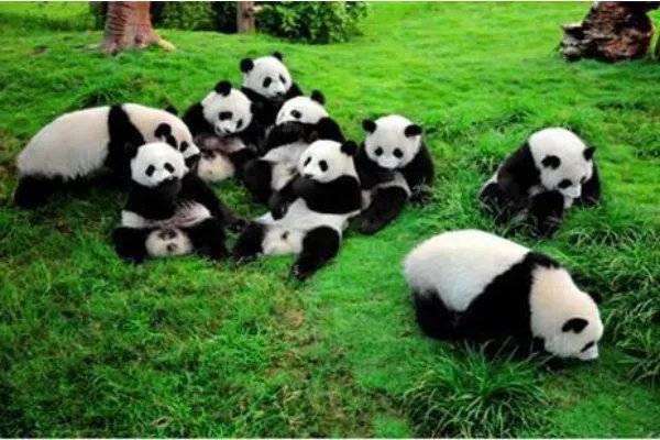 雅安一野生大熊猫经救治无效死亡,大熊猫死前有何异常?