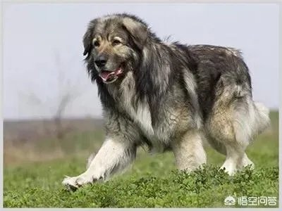 怎么区分比特犬、杜高犬和卡斯特牧羊犬?