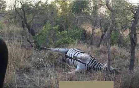 猎豹咬斑马这地方:下幕让人大笑(组图)