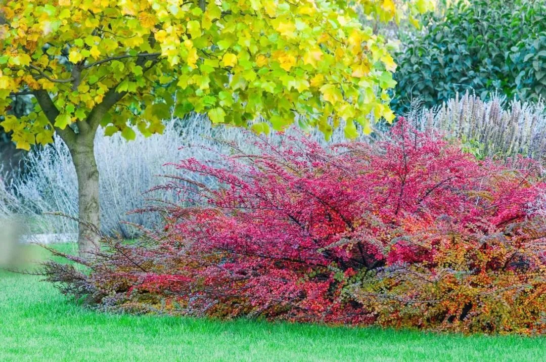 原创:花境按植物材料的分类及各自优缺点