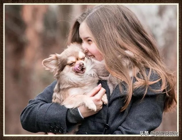 为什么我家狗狗每次突然见到主人我，都会尿失禁？