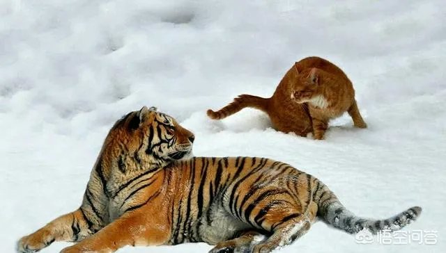 小猫死了拿去挂树被别的猫看见了有什么忌讳吗？