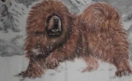 藏獒喂养有哪些注意事项？