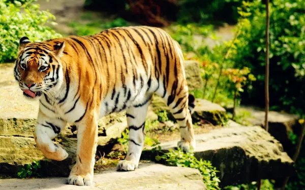 2老虎出逃咬死饲养员被击毙，为何要击毙这两只老虎？