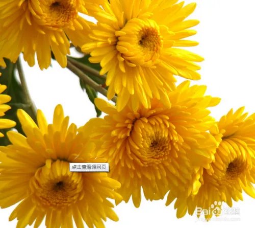 健康之路之养生美容多吃”花“