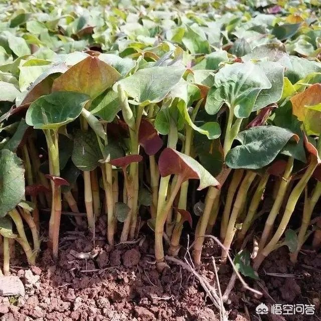 农村田野很多野菜都冒出了头，什么野菜是这个时节比较好采又好吃的？