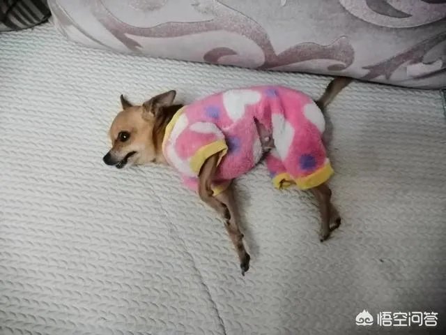 为什么我家狗狗每次突然见到主人我，都会尿失禁？