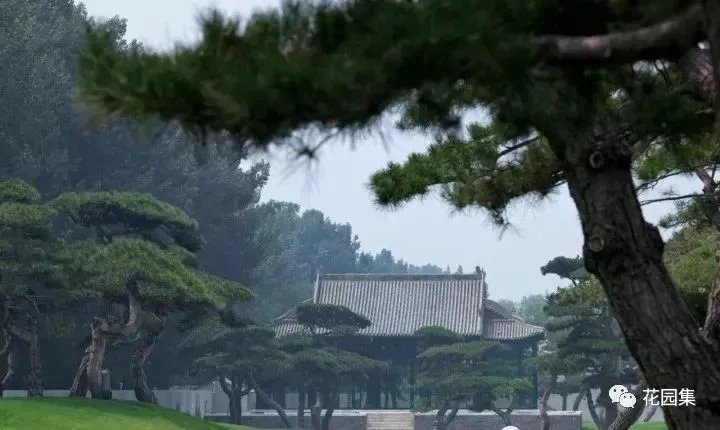 造型松，无奇不自由！气质庭院必备元素