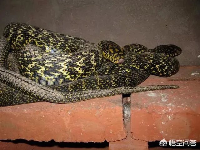 养殖的大王蛇一斤能够卖到多少钱？现在养殖大王蛇市场前景怎么样？