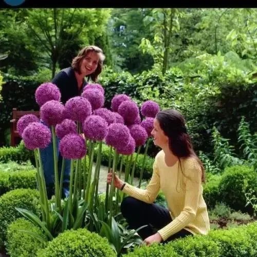 原创:花境按植物材料的分类及各自优缺点