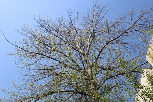 先睹为快 佳能EOS 1200D实拍样张解析