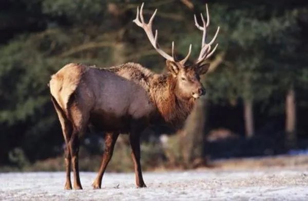 马鹿有白色的吗？