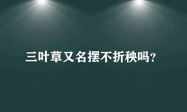 三叶草又名摆不折秧吗？