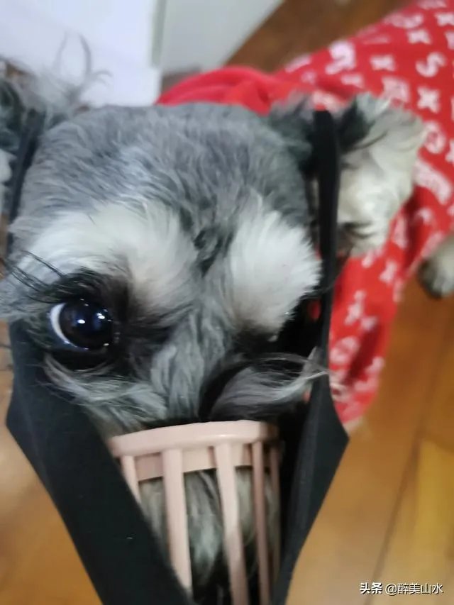 为什么很多养过雪纳瑞的人，都不愿意再养其他的狗呢？