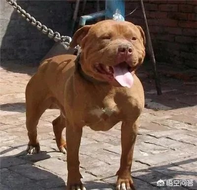 怎么区分比特犬、杜高犬和卡斯特牧羊犬?