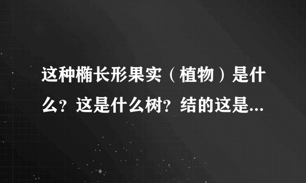 这种椭长形果实（植物）是什么？这是什么树？结的这是什么果实？（见图片）