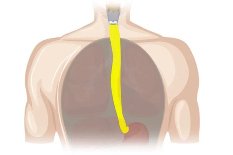 人体气管和食道的位置示意图