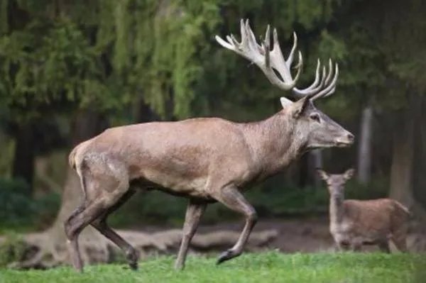 马鹿有白色的吗？