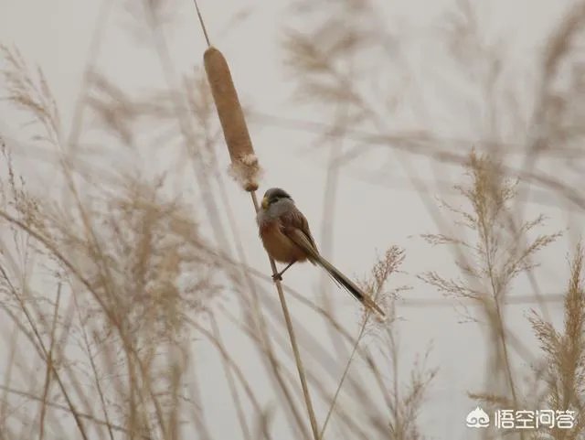在北京发现的震旦鸦雀，为什么被称为“鸟中大熊猫”？