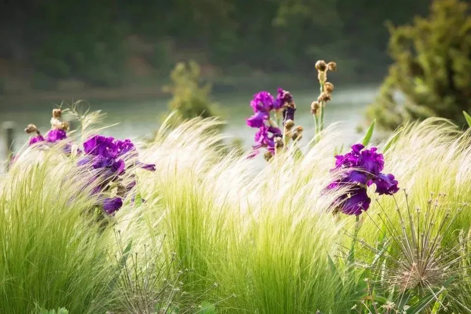 原创:花境按植物材料的分类及各自优缺点