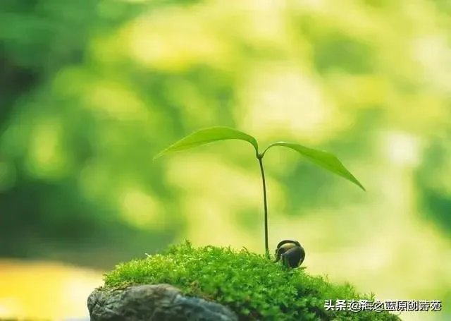 没有一个冬天不可逾越没有一个春天不会来临是什么意思？ - 芝士回答