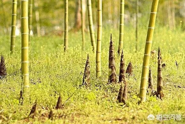 农村田野很多野菜都冒出了头，什么野菜是这个时节比较好采又好吃的？