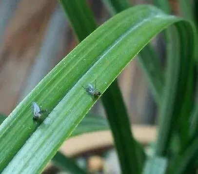 花盆里有小飞虫怎么办？