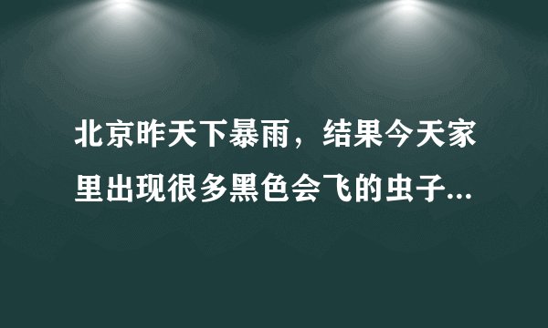 北京昨天下暴雨，结果今天家里出现很多黑色会飞的虫子，跟蟑螂很像，怎么办啊。。？