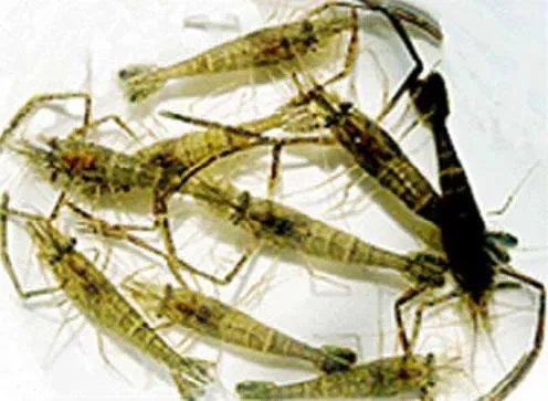 对虾与青虾的区别是什么？