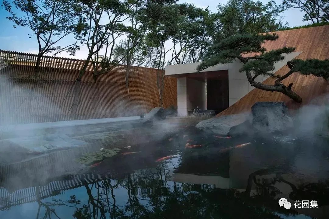 造型松，无奇不自由！气质庭院必备元素