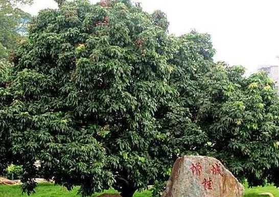 400多年历史的“挂绿母树”，一颗荔枝被竞拍出55万，你是怎么看待？