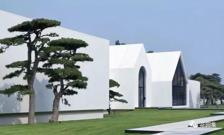 造型松，无奇不自由！气质庭院必备元素