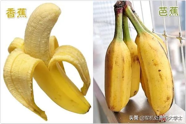 香蕉和芭蕉怎么区别？