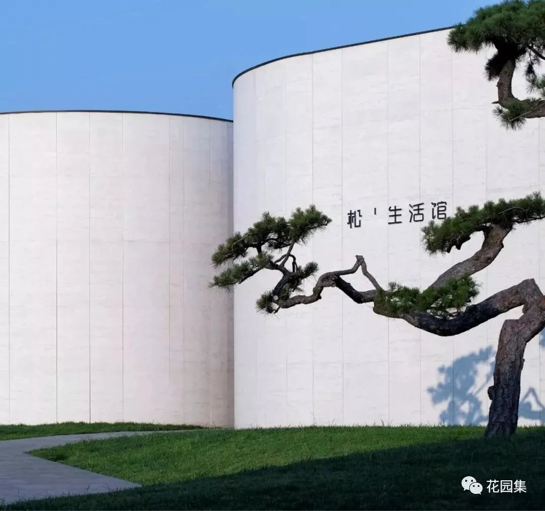 造型松，无奇不自由！气质庭院必备元素