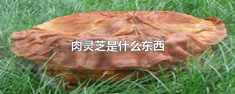 肉灵芝是什么东西