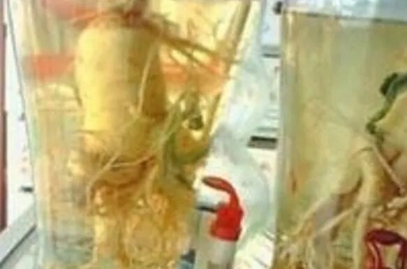 十大补肾壮阳酒排名 吓跑女人壮阳药酒都在这