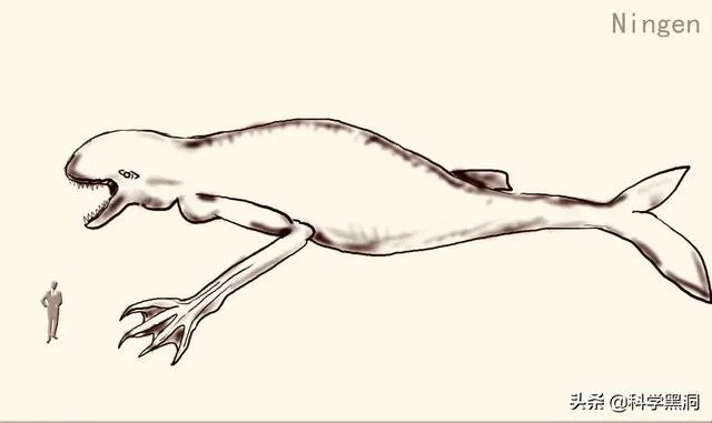 南极洲发现的神秘物种ningen真的存在吗？