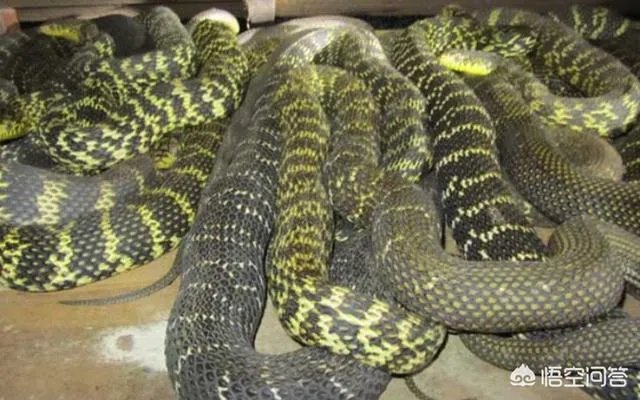 养殖的大王蛇一斤能够卖到多少钱？现在养殖大王蛇市场前景怎么样？