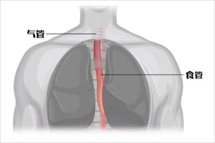 人体气管和食道的位置示意图