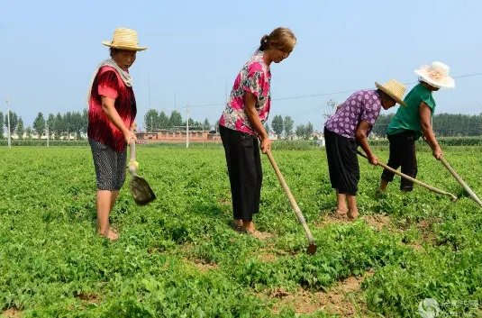 锄禾日当午这首诗名是什么